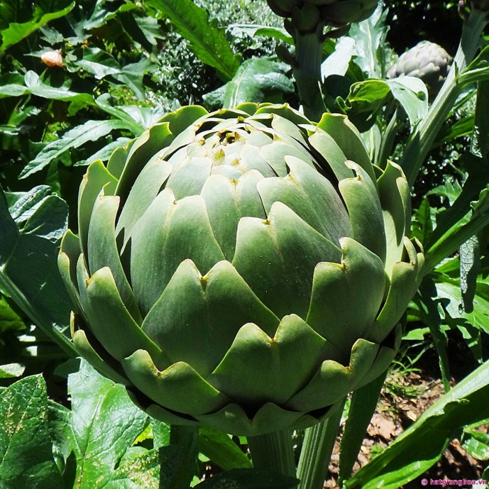 Hạt giống Atiso xanh